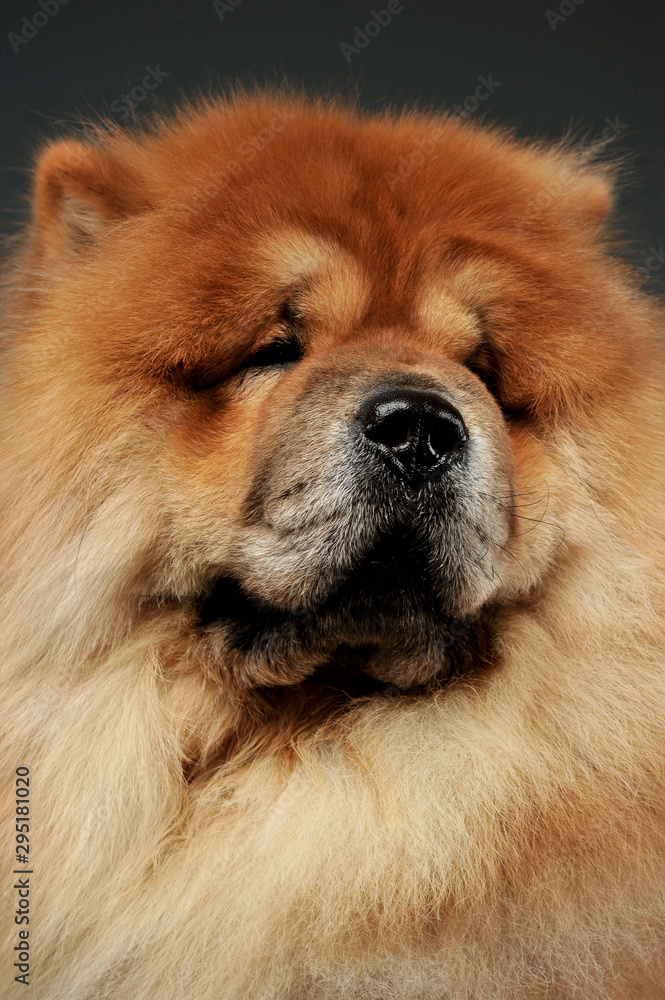 Portrait of an adorable chow chow looking curiously