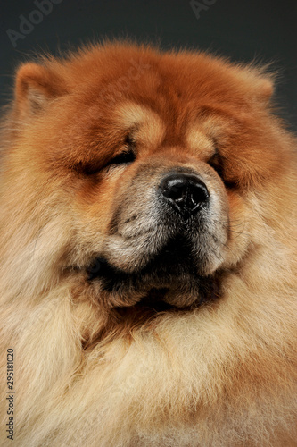 Portrait of an adorable chow chow looking curiously © kisscsanad