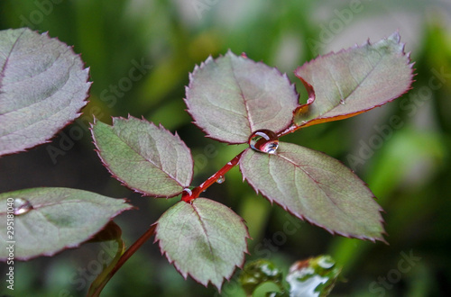  Close-up of a drop of water