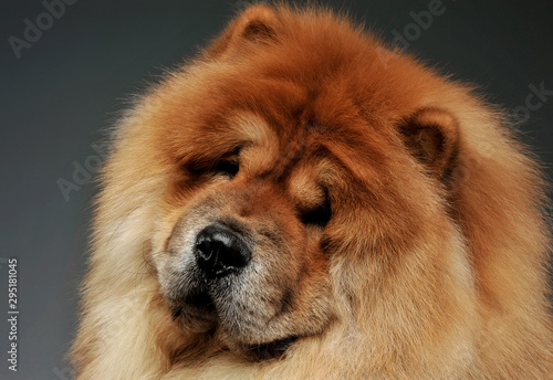 Portrait of an adorable chow chow looking curiously at the camera © kisscsanad