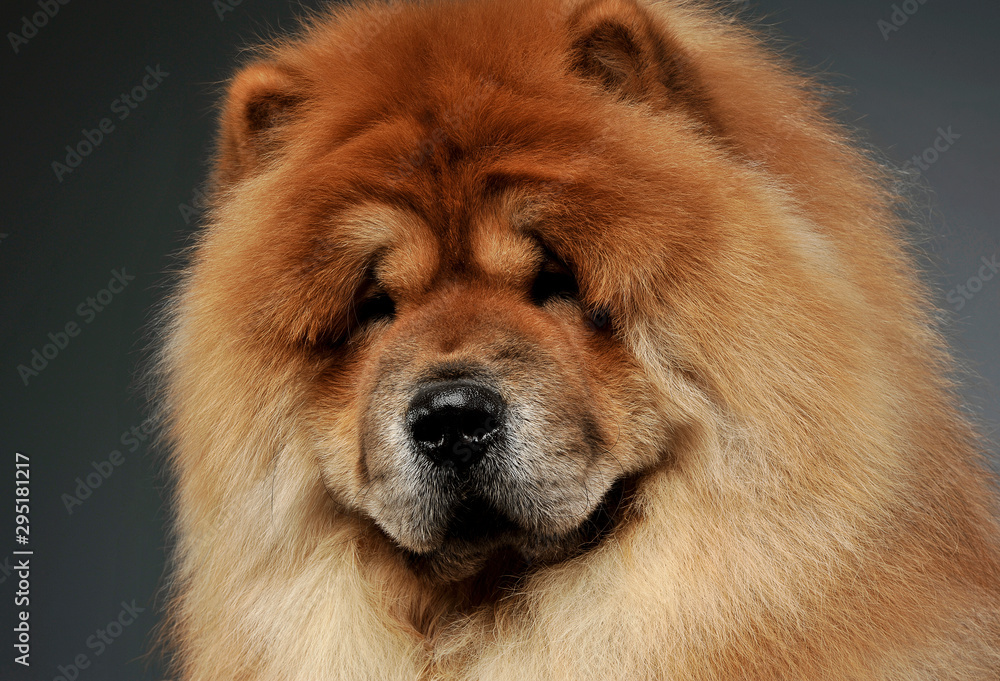 Portrait of an adorable chow chow looking curiously at the camera Portrait of an adorable chow chow looking curiously at the camera