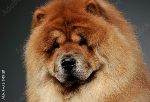Portrait of an adorable chow chow looking curiously at the camera © kisscsanad