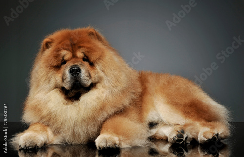 Studio shot of an adorable chow chow lying and looking curiously at the camera © kisscsanad