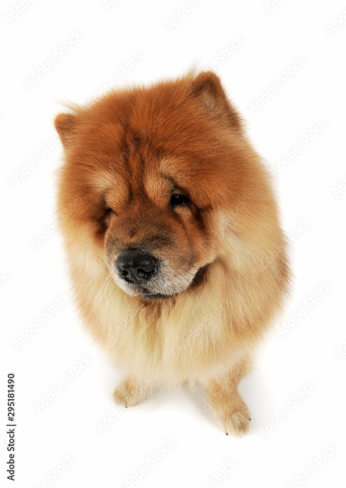 Studio shot of an adorable chow chow sitting and looking curiously at the camera Studio shot of an adorable chow chow sitting and looking curiously at the camera