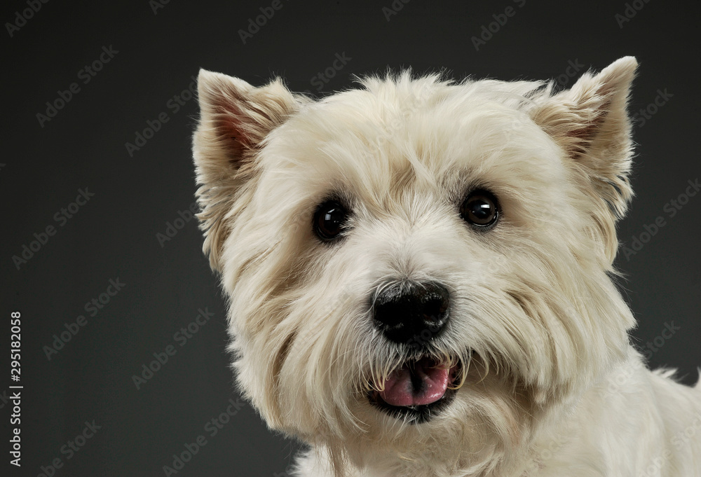 Portrait of an adorable West Highland White Terrier looking curiously at the camera Portrait of an adorable West Highland White Terrier looking curiously at the camera