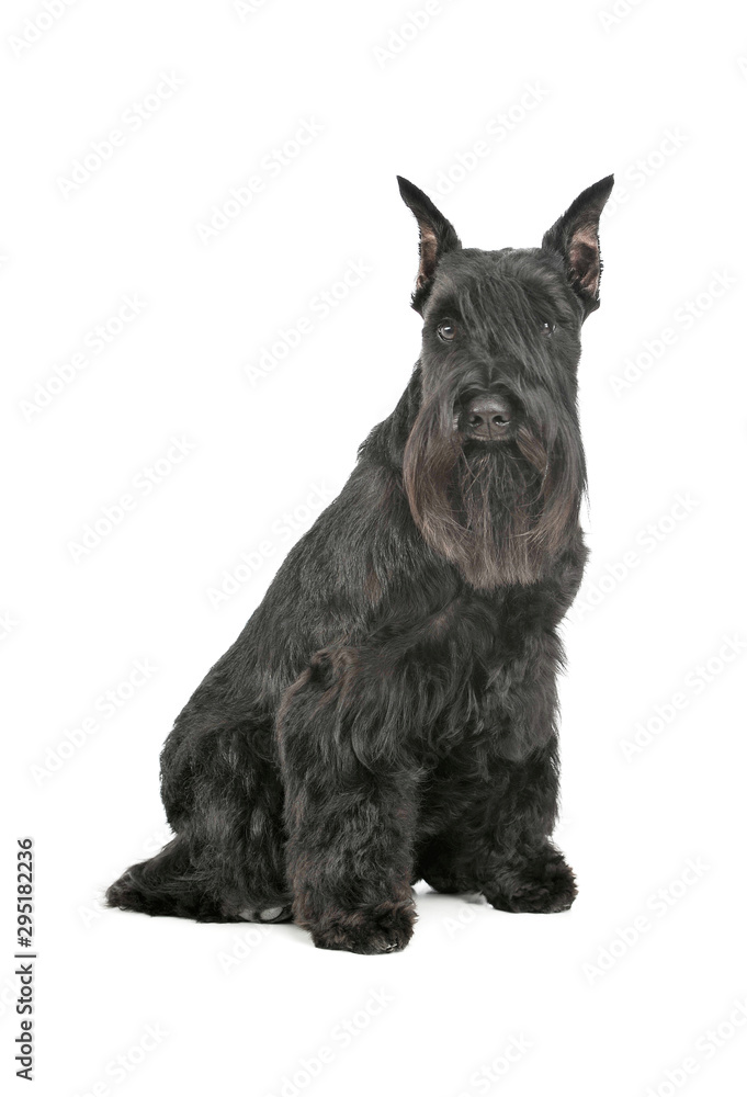 Studio shot of an adorable Schnauzer sitting and looking curiously at the camera
