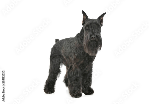 Studio shot of an adorable Schnauzer standing and looking curiously at the camera