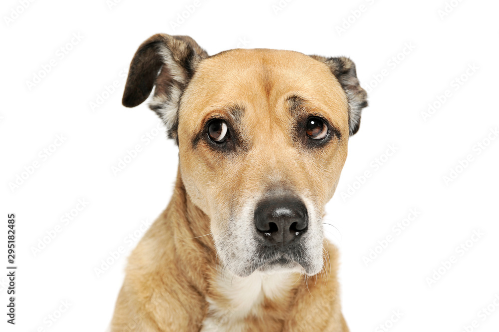 Portrait of an adorable mixed breed dog looking sad Portrait of an adorable mixed breed dog looking sad