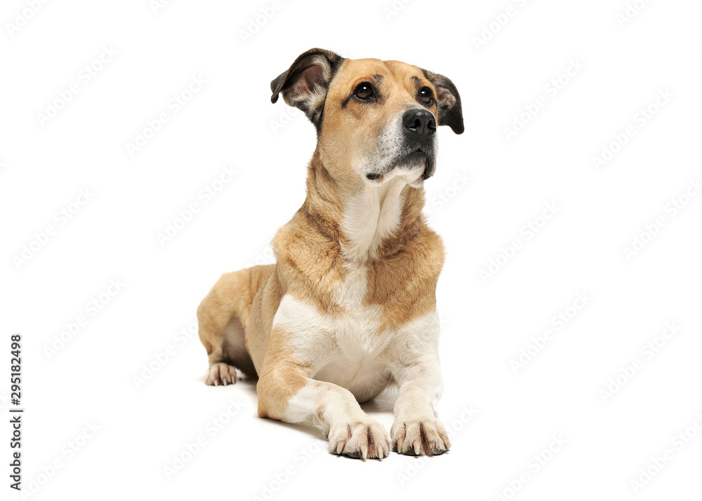 Studio shot of an adorable mixed breed dog lying and looking up curiously Studio shot of an adorable mixed breed dog lying and looking up curiously