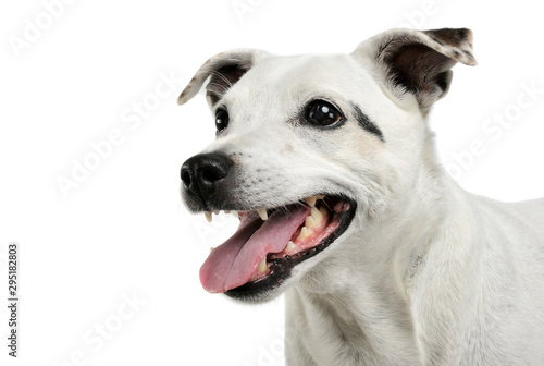 Portrait of an adorable mixed breed dog looking satisfied