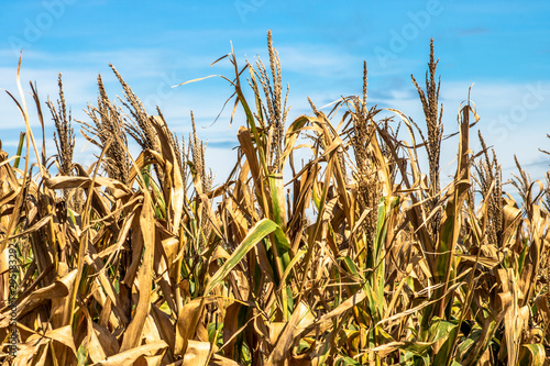 Detail of dry corn field in Brazil