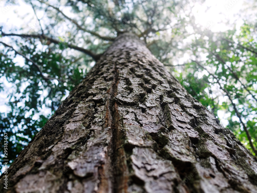 Low angle view of the bark of a pine tree Low angle view of the bark of a pine tree