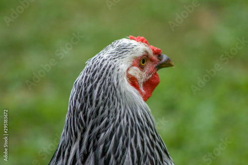 black and white chicken