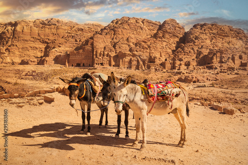 Donkeys for tourist transport in front of Royal Tombs  Petra  Jordan