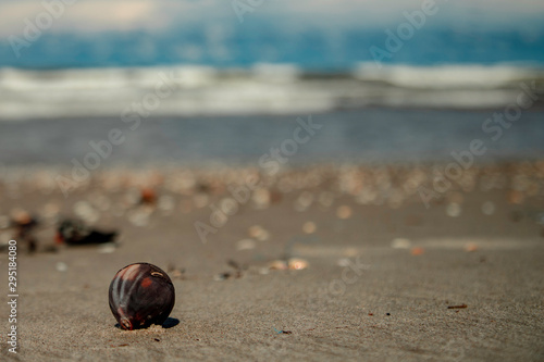 Sea Shell On Beach Sand With Blury Waves & Sea Shells
