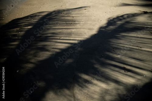Coconut Tree Shadow 