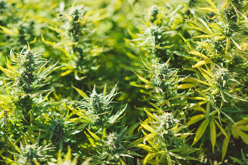 outdoor marijuana plants