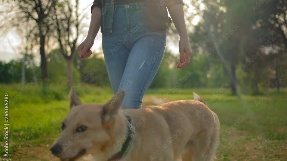The dog with no leash is walking next to female's legs in jeans. Camera vertical panning to pretty girl's face. Summer evening in city park. A loyal outbred doggy next to its girl owner. Slow motion The dog with no leash is walking next to female's legs in jeans. Camera vertical panning to pretty girl's face. Summer evening in city park. A loyal outbred doggy next to its girl owner. Slow motion