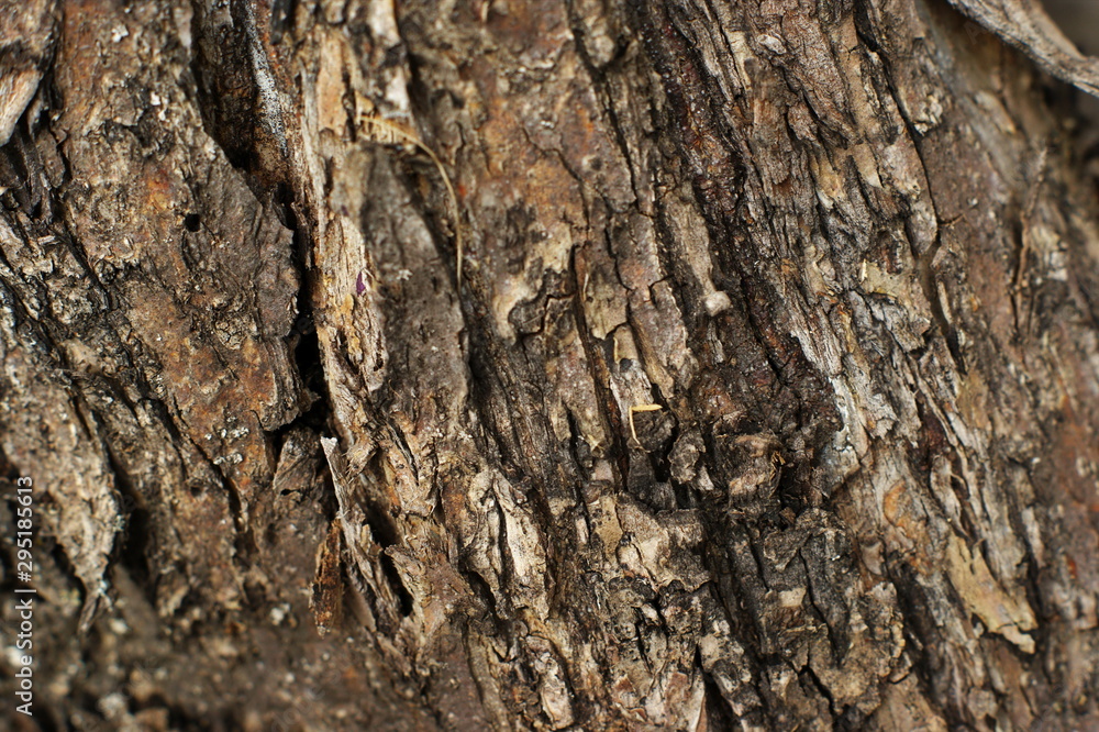 Trunk of an old tree with very interesting structure Trunk of an old tree with very interesting structure
