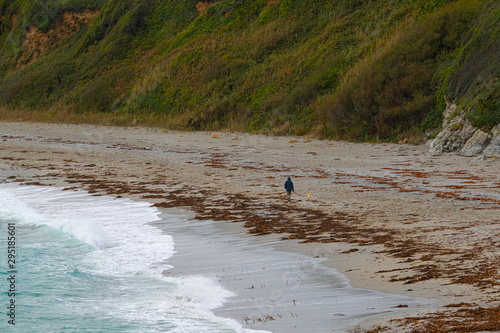 A man walking his dog on a beach in Cornwall