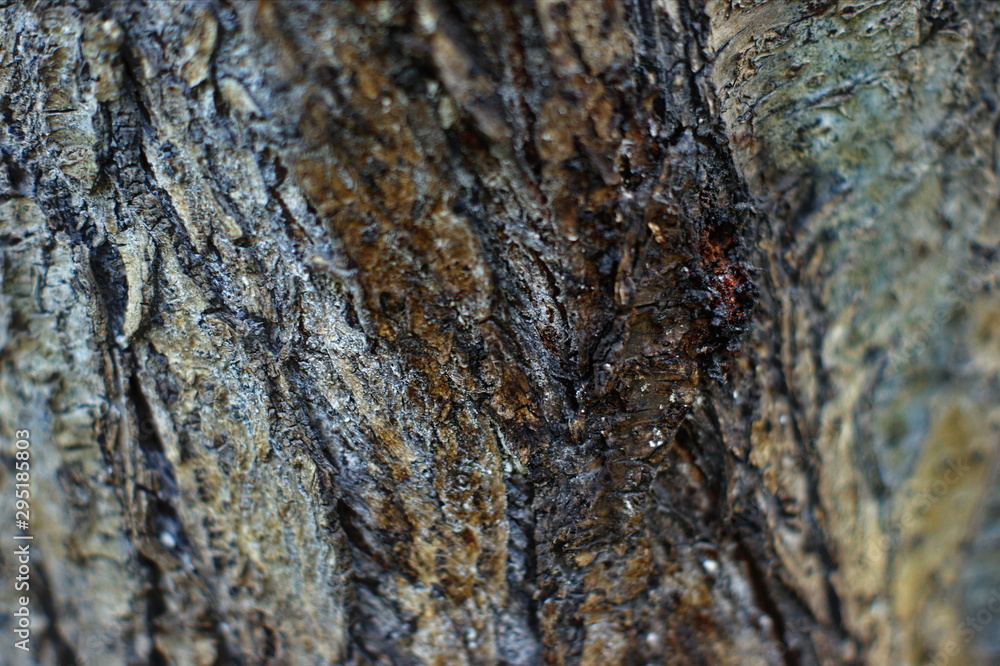 Trunk of an old tree with very interesting structure Trunk of an old tree with very interesting structure
