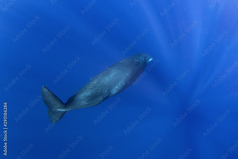Fototapeta premium sperm whale, physeter macrocephalus, Indian Ocean