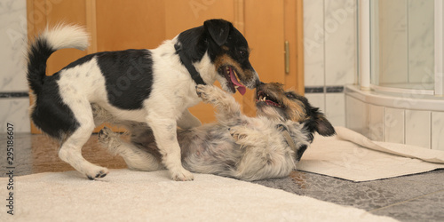 Billede på lærred Two cute  Jack Russell Terrier dogs making love.