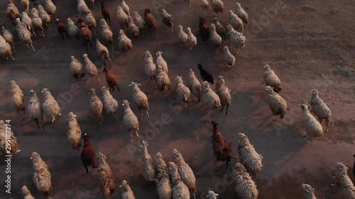 sheeps, wool, october, sun, herd, shepherd