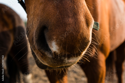 Mouth of an horse, nose of an horse