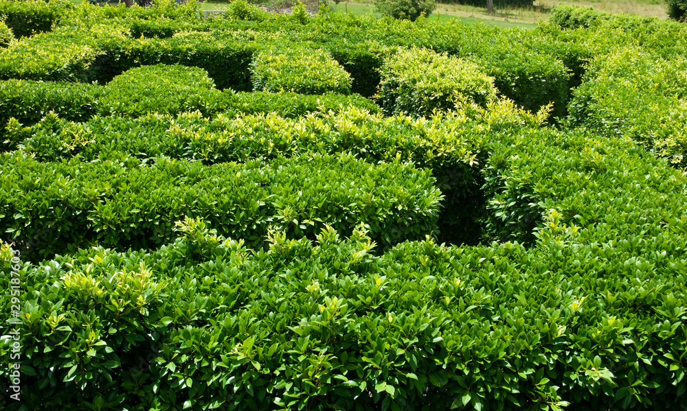 Garden maze 3 ; labyrinth