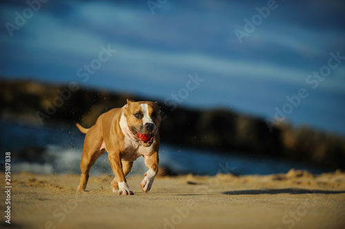 Fototapeta Naklejka Na Ścianę i Meble -  American Pit Bull Terrier dog outdoor