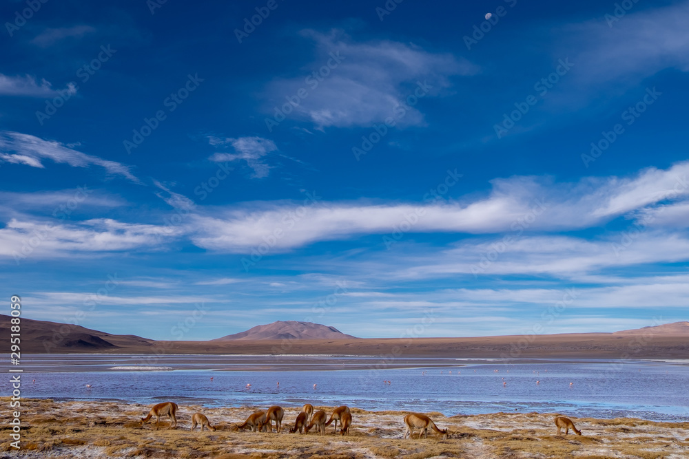 Vicuñas de Bolivia, junto a un lago en el Salar de Uyuni