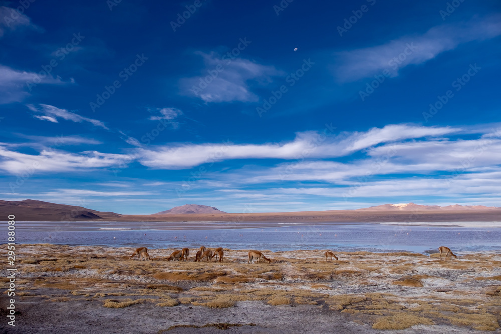 Vicuñas de Bolivia, junto a un lago en el Salar de Uyuni