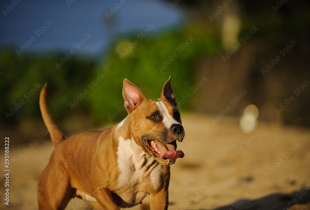 American Pit Bull Terrier dog outdoor American Pit Bull Terrier dog outdoor