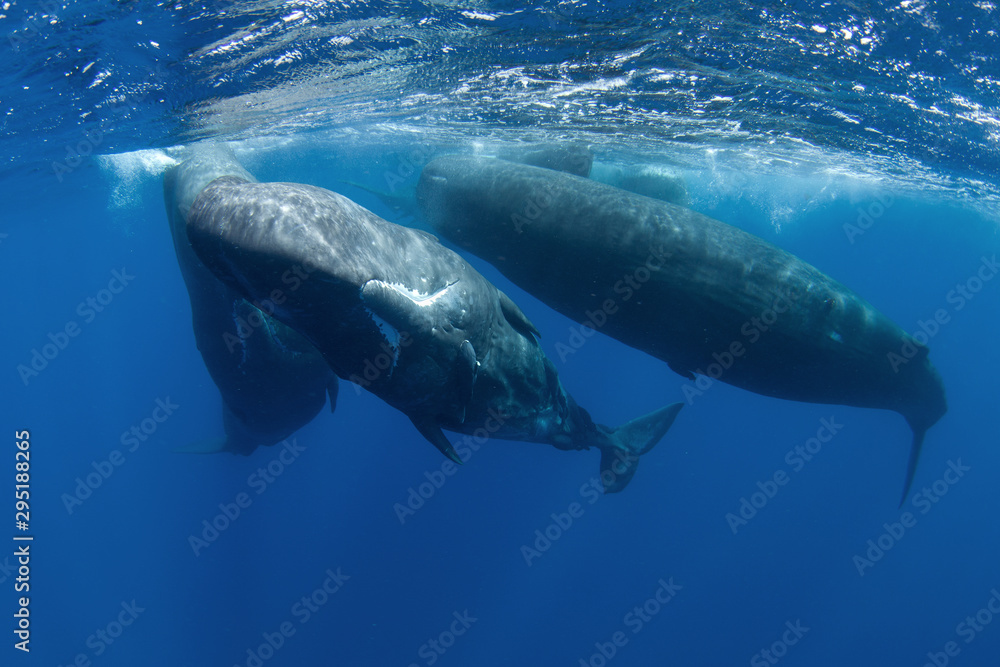 Fototapeta premium sperm whale, physeter macrocephalus, Indian Ocean 