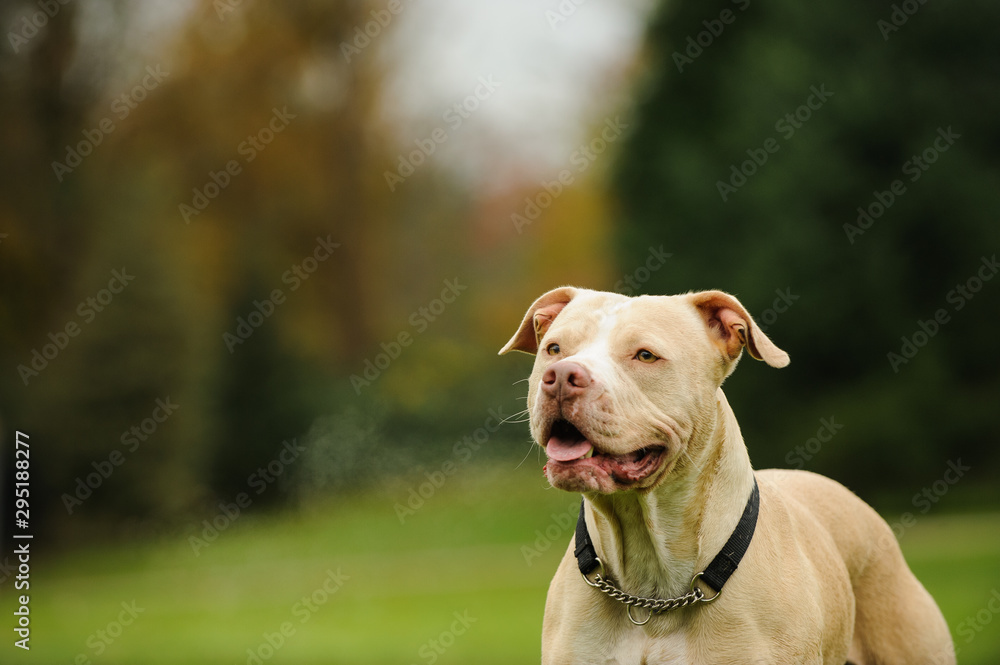 American Pit Bull Terrier dog outdoor American Pit Bull Terrier dog outdoor