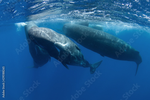 sperm whale, physeter macrocephalus, Indian Ocean  © prochym