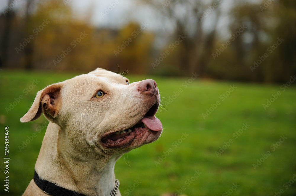 American Pit Bull Terrier dog outdoor