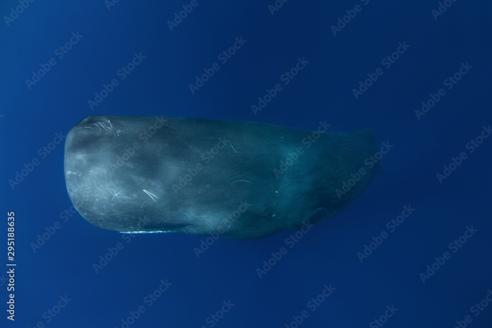 Fototapeta premium sperm whale, physeter macrocephalus, Indian Ocean