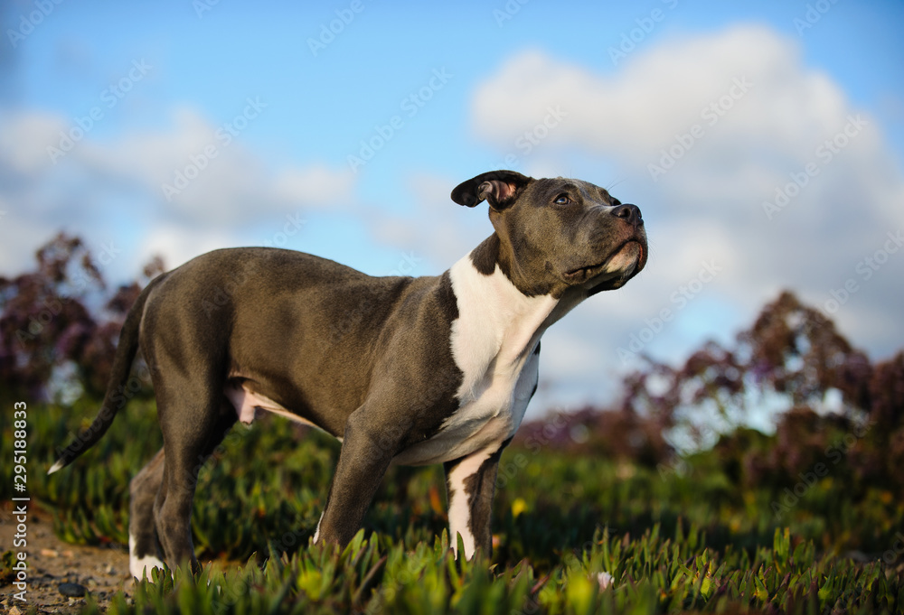 American Pit Bull Terrier dog outdoor American Pit Bull Terrier dog outdoor