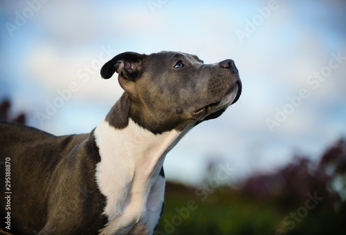 Obraz na plátne American Pit Bull Terrier dog outdoor