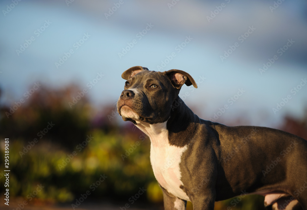 American Pit Bull Terrier puppy dog outdoor in field with blue sky American Pit Bull Terrier puppy dog outdoor in field with blue sky