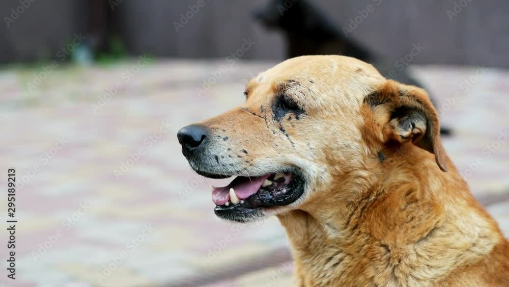 Sad lonely mixed-breed dog portrait, unhappy homeless brown dog in scarred. Animal shelter concept Sad lonely mixed-breed dog portrait, unhappy homeless brown dog in scarred. Animal shelter concept