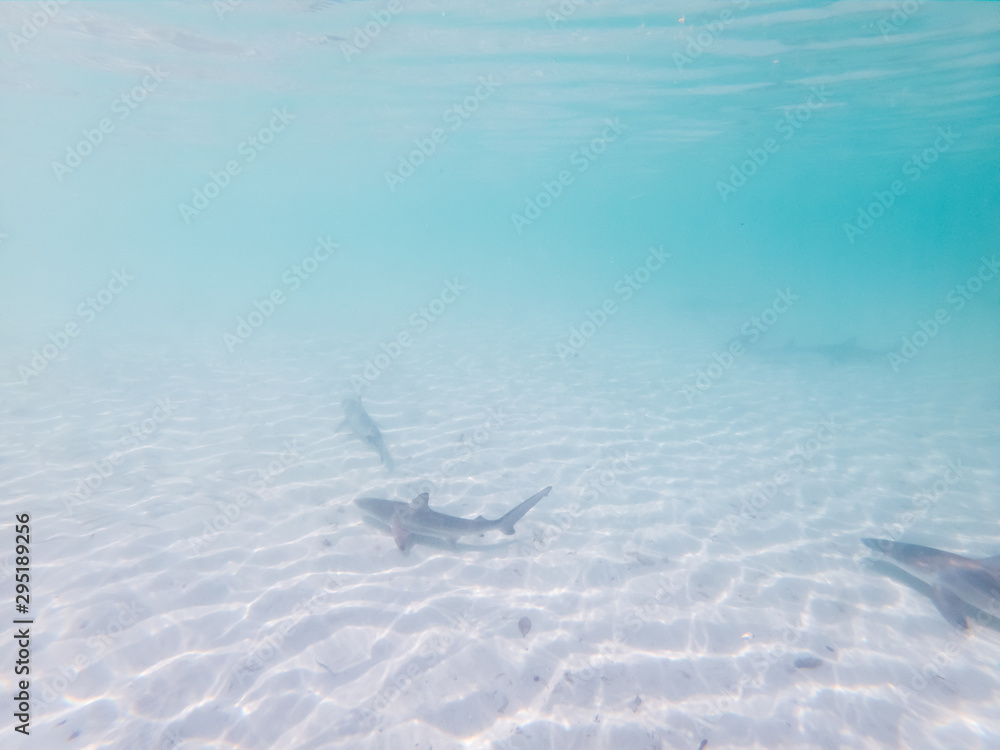 Baby sharks swimming in ocean. Swimming in circle underwater in turquoise blue ocean sea. Wild Young predators swimming while tourists snorkelling in Galapagos islands. Extreme adventure travels Baby sharks swimming in ocean. Swimming in circle underwater in turquoise blue ocean sea. Wild Young predators swimming while tourists snorkelling in Galapagos islands. Extreme adventure travels