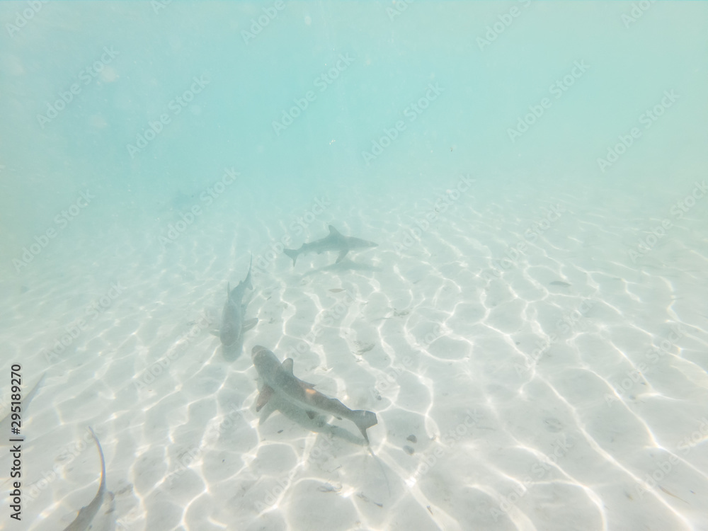 Baby sharks swimming in ocean. Swimming in circle underwater in