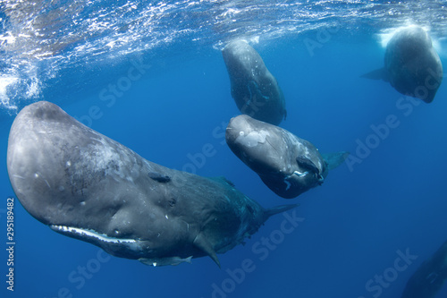 Obraz na plátně sperm whale, physeter macrocephalus, Indian Ocean
