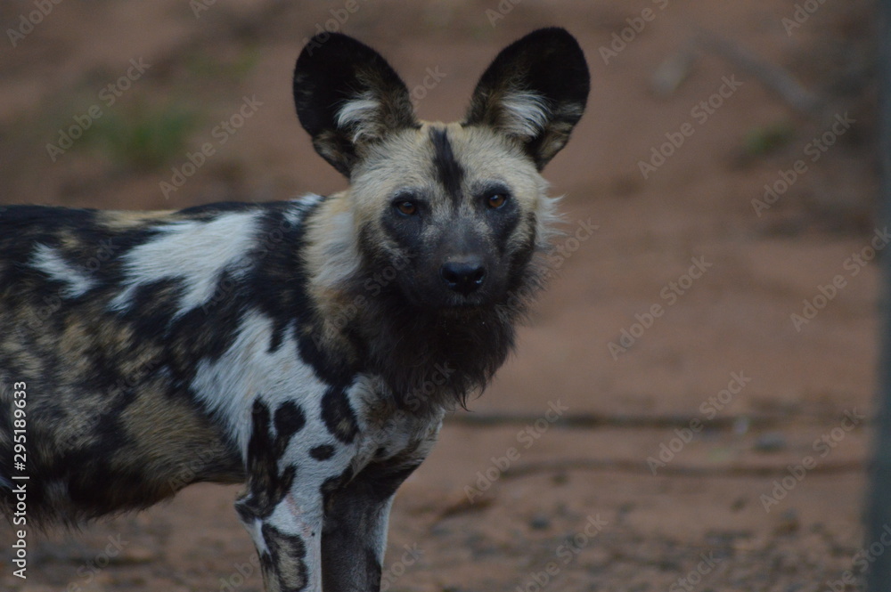 Portrait of an African wild dog in Kruger national park Portrait of an African wild dog in Kruger national park