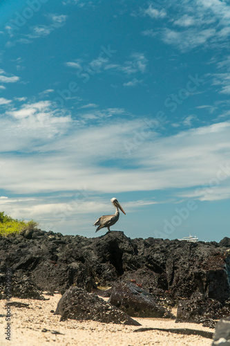 Beautiful brown pelican birds. Natural wildlife shot in San Cristobal, Galapagos. Pelicans bird resting on rocks with ocean sea background. Wild animal in nature.