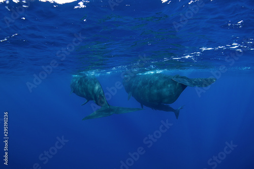sperm whale, physeter macrocephalus, Indian Ocean 