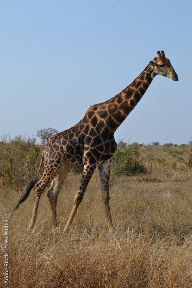 Large male giraffe in portrait with dark markings walking across the savannah bush veld in Kruger National Park game reserve in South Africa Large male giraffe in portrait with dark markings walking across the savannah bush veld in Kruger National Park game reserve in South Africa
